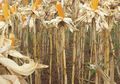 Dijadikan Bahan Pokok, Tanaman Ini Bisa Beracun pada saat Cuaca Ekstrim!