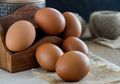 Dimodifikasi, Ayam Ini Hasilkan Telur dengan Kandungan Obat Antikanker