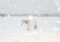 Menapaki Kesunyian Siberia dalam Dinginnya Salju
