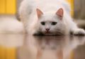 Hati-hati, Parasit yang Disebarkan Kucing Ternyata Bisa Menyebabkan Skizofrenia pada Manusia