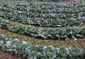 Harga Sayur Kol Anjlok Drastis, Ini Manfaat Kesehatan yang Didapat dari Mengonsumsi Jus Kol