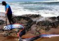 Ikan Ini Muncul Ke Daratan, Penduduk Jepang Khawatir akan Terjadi Gempa dan Tsunami
