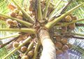 Kawin Lari ke Hutan Selama 23 Hari, Pasangan Ini Bisa Bertahan Hidup Dengan Cara Seperti Ini