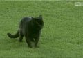 Menyusup saat Laga Everton Kontra Wolves, Kucing Hitam Ini Jadi Sorotan Dunia