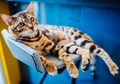 Kucing Belang Tiga Pasti Berjenis Kelamin Betina? Begini Penjelasannya