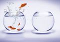 Challenge Paling ‘Hot’ di Abad 19: Menelan Ikan Mas Hidup-hidup, Rekor Menelan 37 Ekor Ikan Mas!