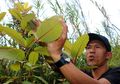 Foto Esai: Daun Tanaman yang Bisa Bikin Petani Kaya, Tapi Sayangnya..