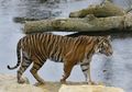 Malangnya Si Melati, Harimau Betina yang Dibunuh Secara Brutal oleh Pasangannya Sendiri Saat Melakukan Kencan Pertama Mereka