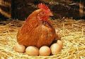 Punya 'Kekuatan Super', Telur-telur Ayam Ini Anti-Kanker, Kok Bisa?