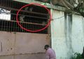 Ambil Makanan Hingga Rusak Atap Rumah, Berikut Kronologi Turunnya Ratusan Monyet ke Pemukiman Warga di Lampung