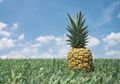 Wow! Selain Enak, Buah Nanas Juga Ampuh Hilangkan Ketombe dan Rambut Rontok