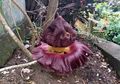 Bunga Bangkai Tumbuh di Perkarangan Rumah, Ini Dia Perbedaannya dengan Rafflesia!