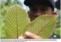 Kratom, Obat Ajaib dari Pedalaman Kalimantan yang Memiliki Efek Mirip Morfin, Kini Diekspor ke Seluruh Dunia