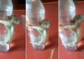 Tikus Kecil Ini Ketakutan, Dihukum Diikat di Botol Serta Disiksa Gegara Dituduh Makan Kabel