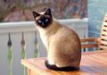 Banyak Berguna, Memelihara Kucing Baik Untuk Pertumbuhan Anak Autisme
