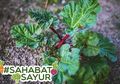 #SahabatSayur Wajib Tahu, Ini Sayuran Ajaib yang Mampu Mencegah Sembelit Hingga Kanker!