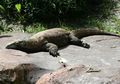 Wah, Pulau Komodo Akan Ditutup Untuk Wisatawan Selama Satu Tahun, Apa Tujuannya?