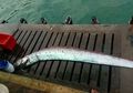 Ikan 'Penanda' Gempa dan Tsunami Fukushima Tertangkap Nelayan, Warga Peru Siaga Gempa dan Tsunami