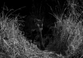 100 Tahun Hidup dalam Bayangan, ‘Black Panther’ Langka Ditemukan di Afrika Pertama Kalinya