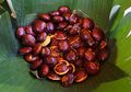 Cara Membuat Jengkol Empuk dan Meresap Bumbunya, Ini 5 Cara Mudahnya