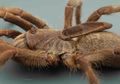 Ditemukan Tarantula Aneh dengan Tanduk 'Unicorn' di Punggungnya, Racunnya Bisa Bahayakan Manusia