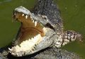 Seorang Pria Asal Indonesia Disergap Hingga Meninggal oleh Seekor Buaya di Sarawak Malaysia