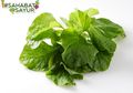 Tak Hanya Bikin Perut Kenyang, Ini Manfaat Lain Dari Bayam Yang Bisa Didapat #SahabatSayur