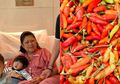 Ani Yudhoyono Tidak Bisa Jauh dari Cabai Rawit, Si Kecil yang Simpan Segudang Manfaat untuk Kesehatan