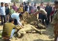 Akhir Tragis Seekor Anak Gajah yang Tewas Akibat Konflik dengan Sekelompok Manusia