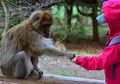 Seorang Gadis Tanpa Busana Terlihat di Hutan dengan Sekelompok Monyet, Ketika Diselamatkan, Dia Seperti Bukan Manusia