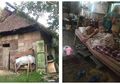 Tinggal Sebatang Kara di Rumah Reot, Nenek Batia Pilih Tidur Demi Lupakan Rasa Lapar