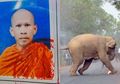 Seorang Biksu Merelakan Dirinya Tewas Diinjak Gajah Liar, Alasannya Sungguh Bijak