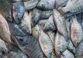 Suka Makan Kotorannya Sendiri, Satu dari 5 Alasan Ikan Mujair Diklaim Berbahaya Bagi Kesehatan Kita