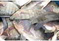 Makan Kotorannya Sendiri, Ini Alasan Ikan Mujair Disebut Berbahaya Bagi Kesehatan