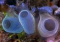 Mengenal Sea Squirt, Hewan Kecil Elastis yang Menyerap Polusi Plastik Lautan
