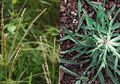 Benarkah Rumput Teki Memiliki Manfaat Bagi Kesehatan? Ini Penjelasannya