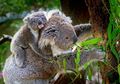 Koala Juga Punya Sidik Jari seperti Manusia, Lo!