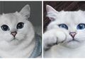 Coby, Kucing Cantik Bermata Biru