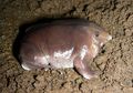 Katak Ungu Unik Bermoncong Babi
