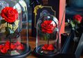 Forever Rose, Mawar yang Bisa Bertahan Selamanya!