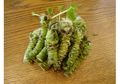 Wasabi, Satu Keluarga dengan Lobak