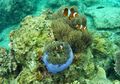 Pertemanan Hewan Laut di Dunia Nyata