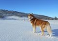 Siberian Husky, Anjing yang Mirip Serigala