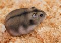 Hamster, Guinea Pig, dan Marmot, Apa Bedanya?