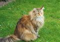Bukan Cuma Anjing, Ternyata Ada Juga Siberian Cat
