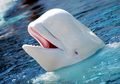 Paus Beluga Bisa Meniru Suara Burung, Peluit, Bahkan Manusia