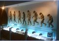 Museum Sangiran, Warisan Dunia yang Sangat Berharga