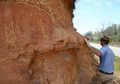 Apa Itu Ahli Paleontologi?