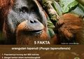 Orang Utan Tapanuli, Spesies yang Baru Ditemukan