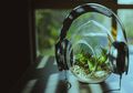 Tumbuhan Suka Mendengarkan Musik Klasik